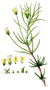 Plantago cynops Ypey41-cropped
