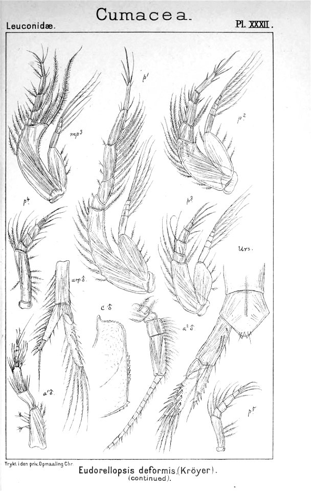 Pl. XXXI. Eudorellopsis deformis