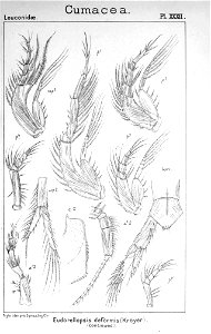 Pl. XXXI. Eudorellopsis deformis