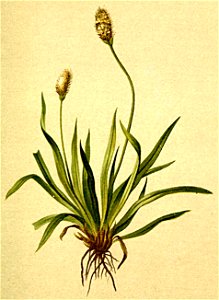 Plantago alpina Atlas Alpenflora