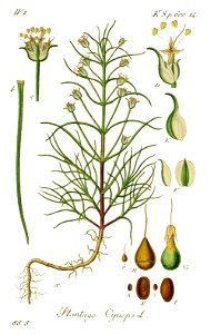 Plantago sempervirens - Deutschlands flora in abbildungen nach der natur - vol. 19 - t. 88.8. Free illustration for personal and commercial use.