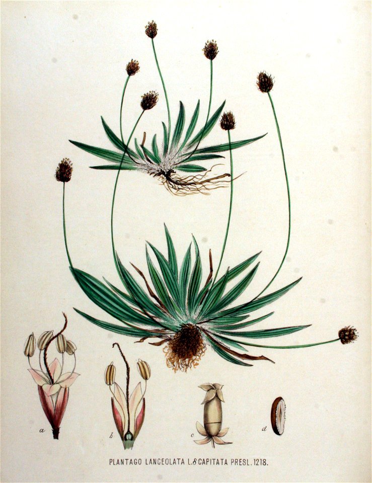 Plantago lanceolata var. capitata — Flora Batava — Volume v16