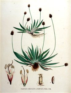 Plantago lanceolata var. capitata — Flora Batava — Volume v16