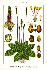 Plantago media Sturm60