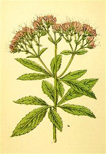 Plantenschat1898 210 100 Koninginnekruid.—Eupatorium cannabinum