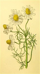 Plantenschat1898 102 46 Echte kamille.—Matricaria chamomilla