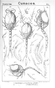 Pl. L Leptostylis ampullacea