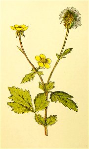 Plantenschat1898 142 66 Nagelkruid.—Geum urbanum