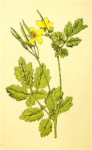 Plantenschat1898 234 112 Stinkende gouwe.—Chelidonium majus