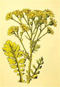 Plantenschat1898 250 120 Jacobs kruiskruid.—Senecio jacobaea. Free illustration for personal and commercial use.