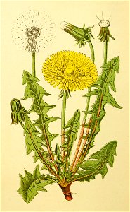 Plantenschat1898 198 94 Paardebloem.—Taraxacum officinale