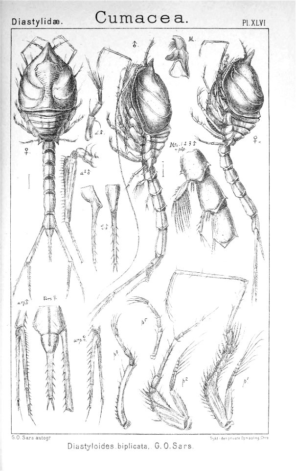 Pl. XLVI Diastyloides biplicata