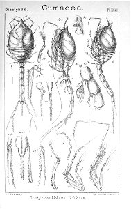 Pl. XLVI Diastyloides biplicata