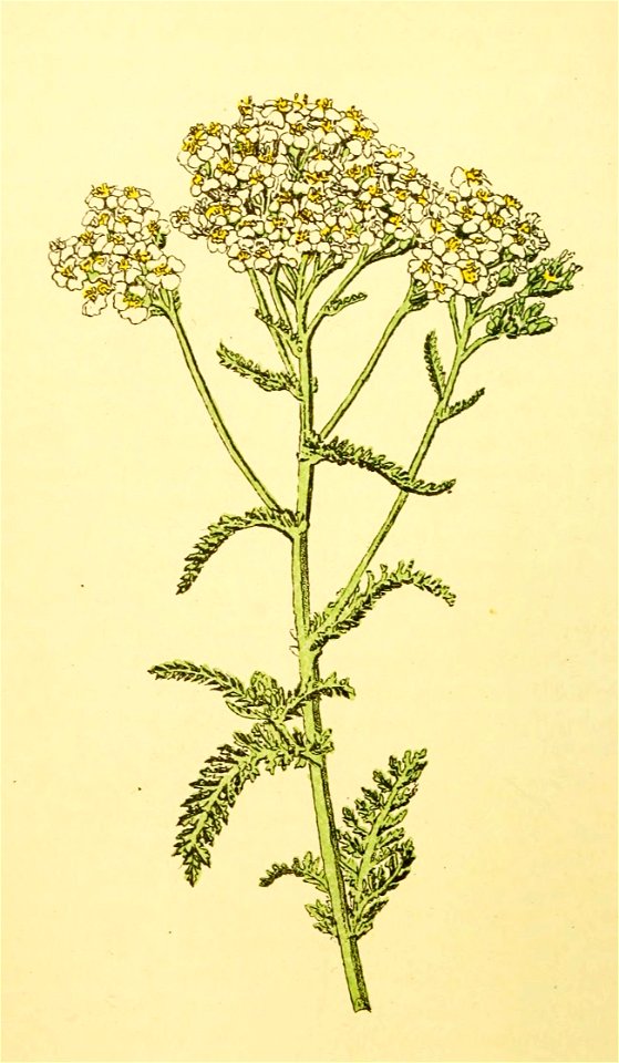 Plantenschat1898 222 106 Duizendblad.—Achillea millefolium - Free Stock ...