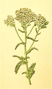 Plantenschat1898 222 106 Duizendblad.—Achillea millefolium. Free illustration for personal and commercial use.