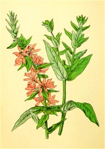 Plantenschat1898 254 122 Kattestaart of Partijke.—Lythrum salicaria
