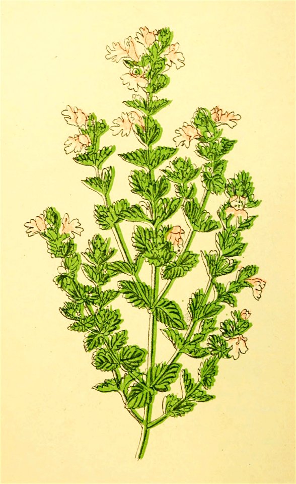 Plantenschat1898 270 130 Oogetroost.—Euphrasia officinalis