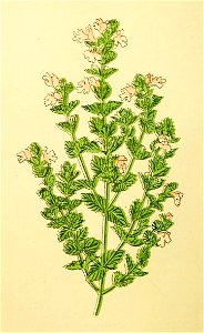 Plantenschat1898 270 130 Oogetroost.—Euphrasia officinalis