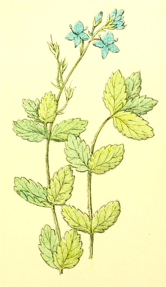 Plantenschat1898 57 23 Gamander eereprijs.—Veronica chamaedrys