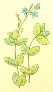 Plantenschat1898 57 23 Gamander eereprijs.—Veronica chamaedrys
