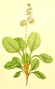 Plantenschat1898 81 35 Rondbladig wintergroen.—Pirola rotundifolia