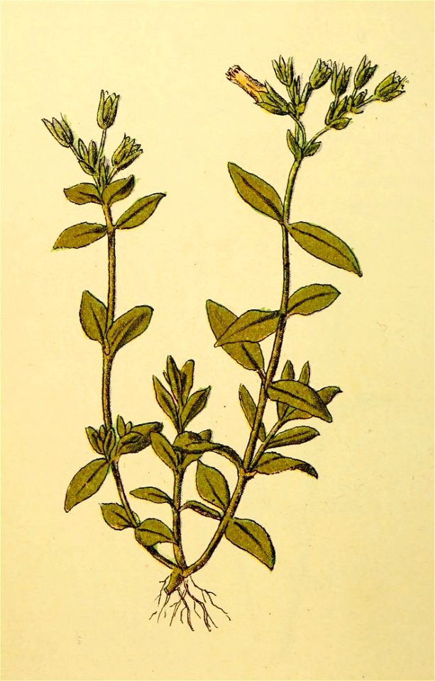 Plantenschat1898 110 50 Gewone hoornbloem.—Cerastium triviale