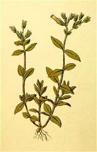 Plantenschat1898 110 50 Gewone hoornbloem.—Cerastium triviale