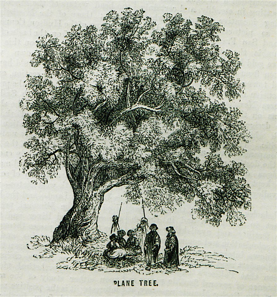 Plane Tree - Ainsworth William Francis - 1870