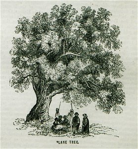 Plane Tree - Ainsworth William Francis - 1870