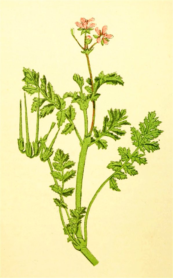 Plantenschat1898 218 104 Reigersbek.—Erodium cicutarium