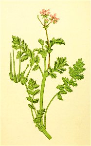 Plantenschat1898 218 104 Reigersbek.—Erodium cicutarium