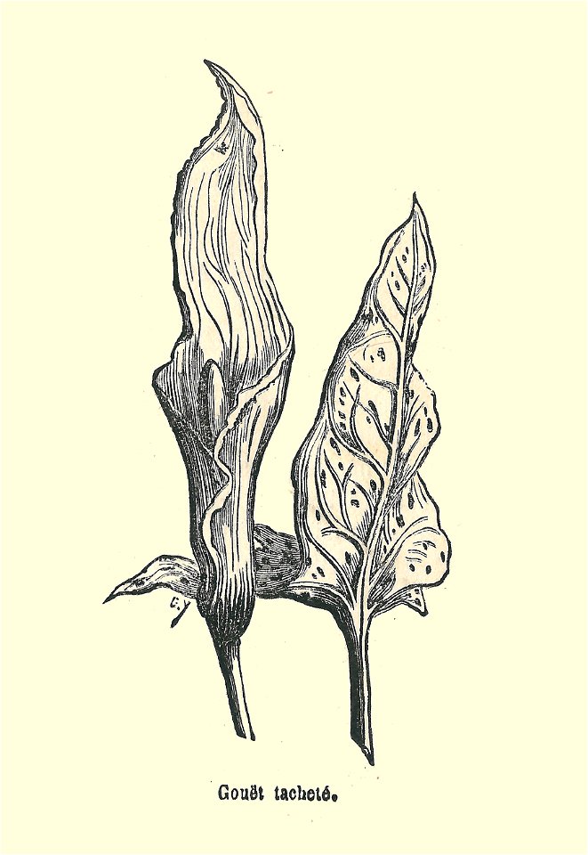 Plantes usuelles-Ysabeau-1878-Arum Gouet