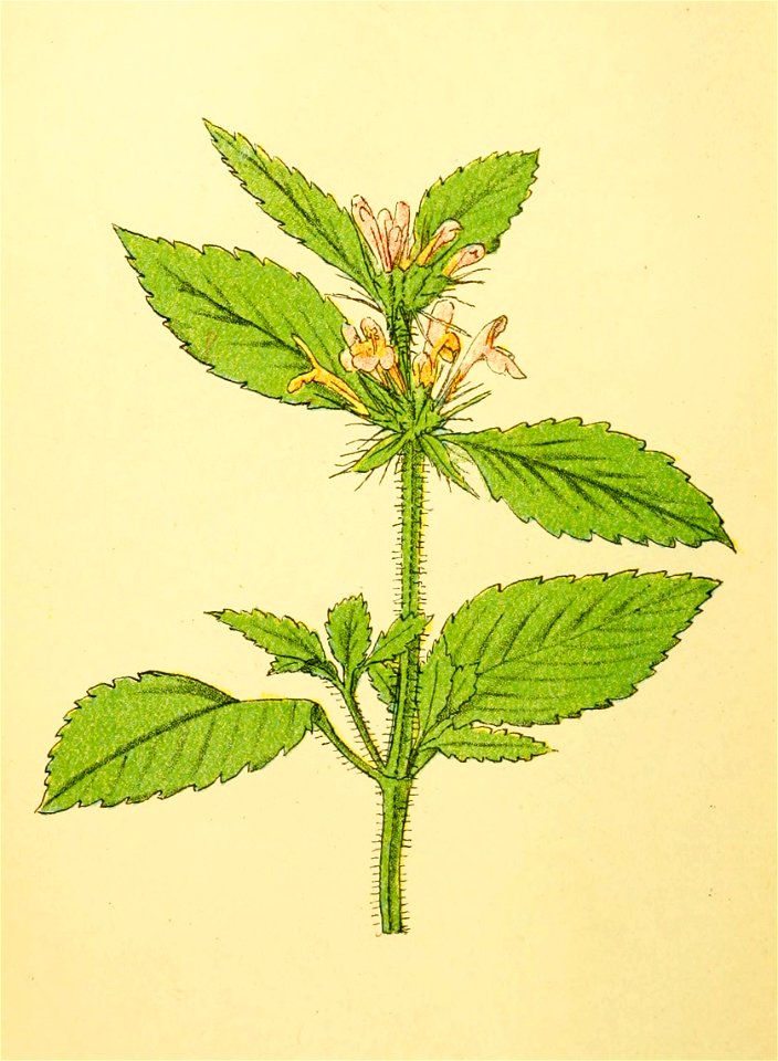 Plantenschat1898 258 124 Gewone hennepnetel.—Galeopsis tetrahit