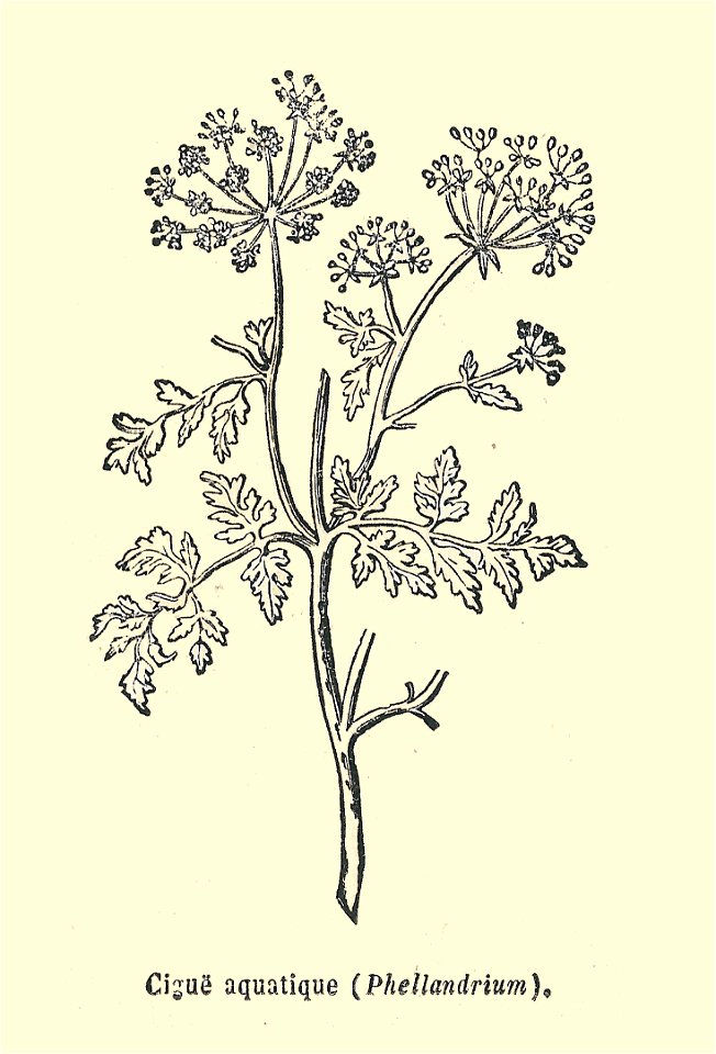 Plantes usuelles-Ysabeau-1878-Petite Cigue