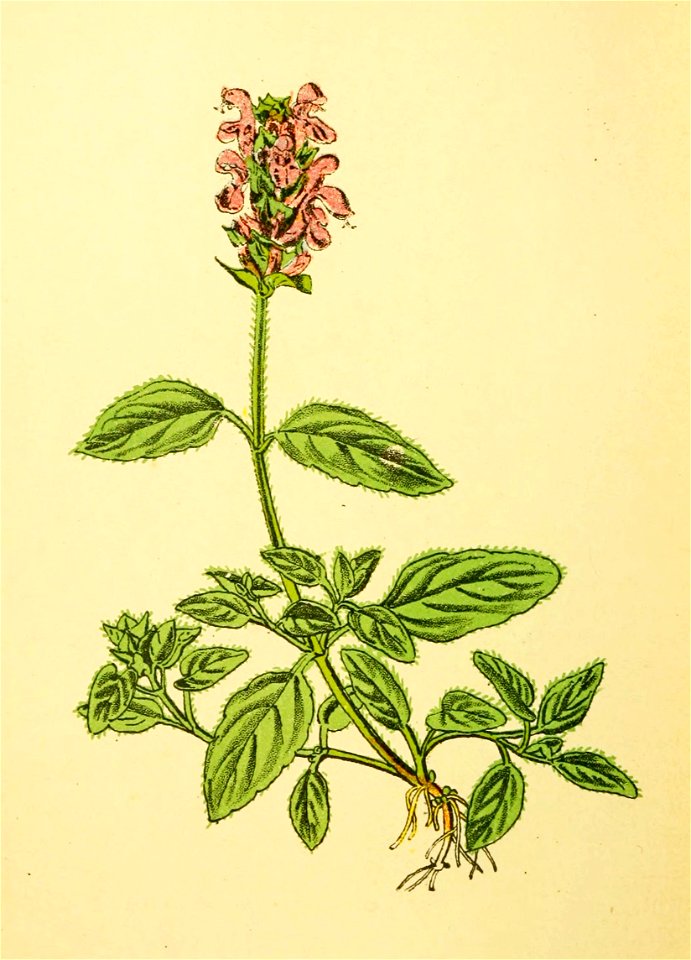 Plantenschat1898 282 136 Brunel.—Prunella vulgaris