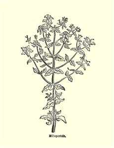 Plantes usuelles-Ysabeau-1878-millepertuis