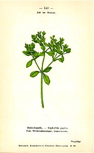 Plantenschat1898 305a