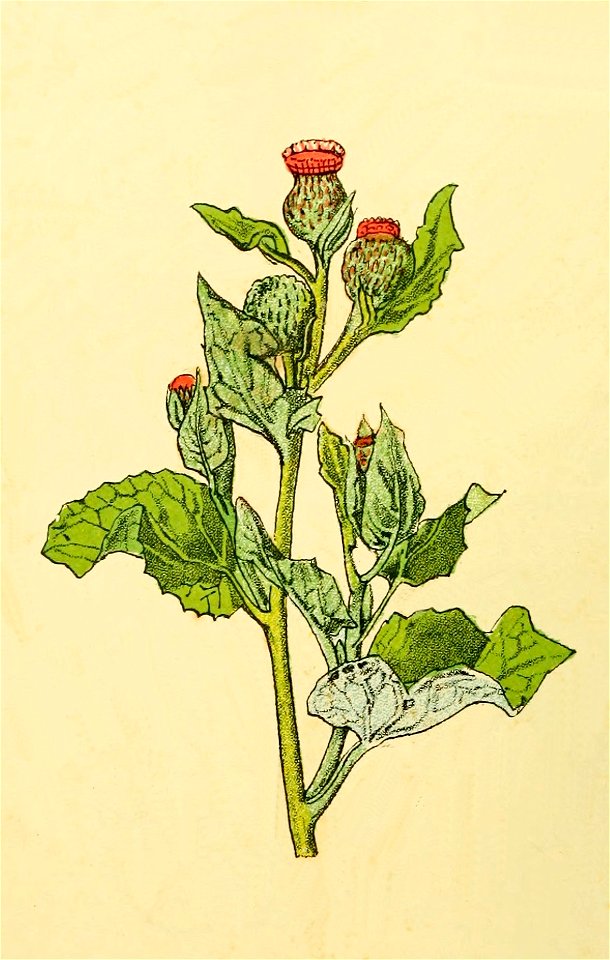Plantenschat1898 286 138 Kleine klit.—Lappa minor.