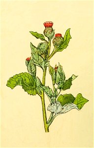 Plantenschat1898 286 138 Kleine klit.—Lappa minor.