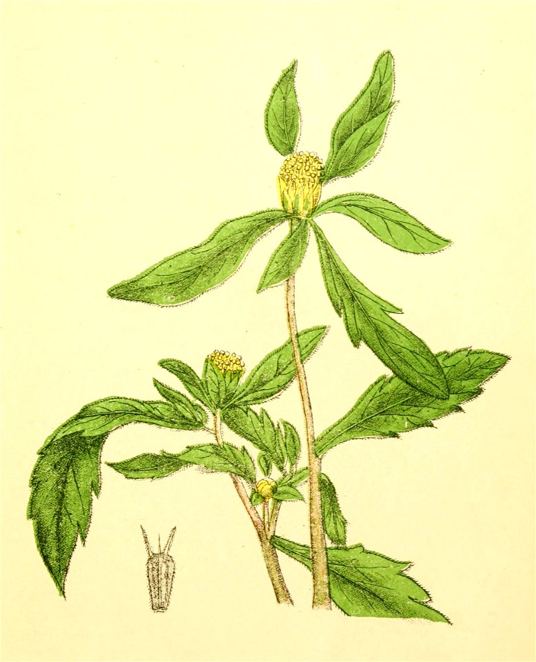 Plantenschat1898 323 157 Tandzaad.—Bidens tripartita