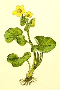 Plantenschat1898 33 Dotterbloem.—Caltha palustris. Free illustration for personal and commercial use.