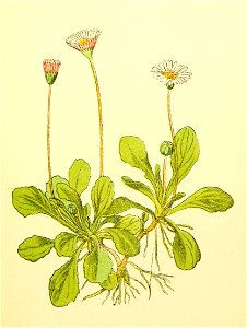 Plantenschat1898 133 61 Madeliefje.—Bellis perennis