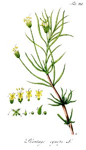 Plantago cynops Ypey41