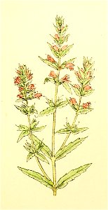 Plantenschat1898 157 73 Roode oogetroost. — Euphrasia odontites