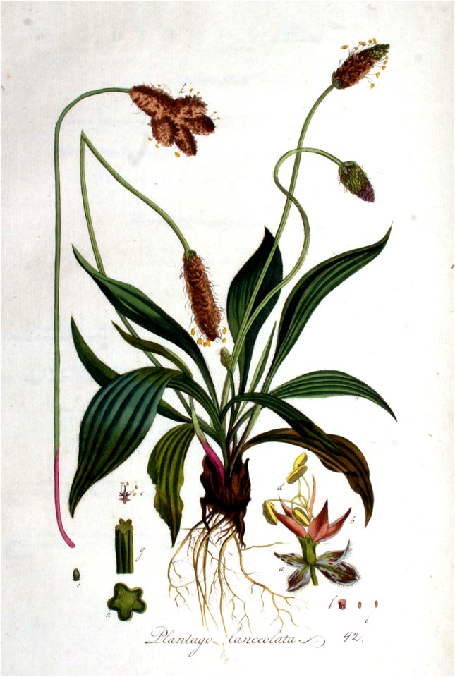 Plantago lanceolata — Flora Batava — Volume v1