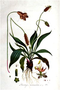 Plantago lanceolata — Flora Batava — Volume v1
