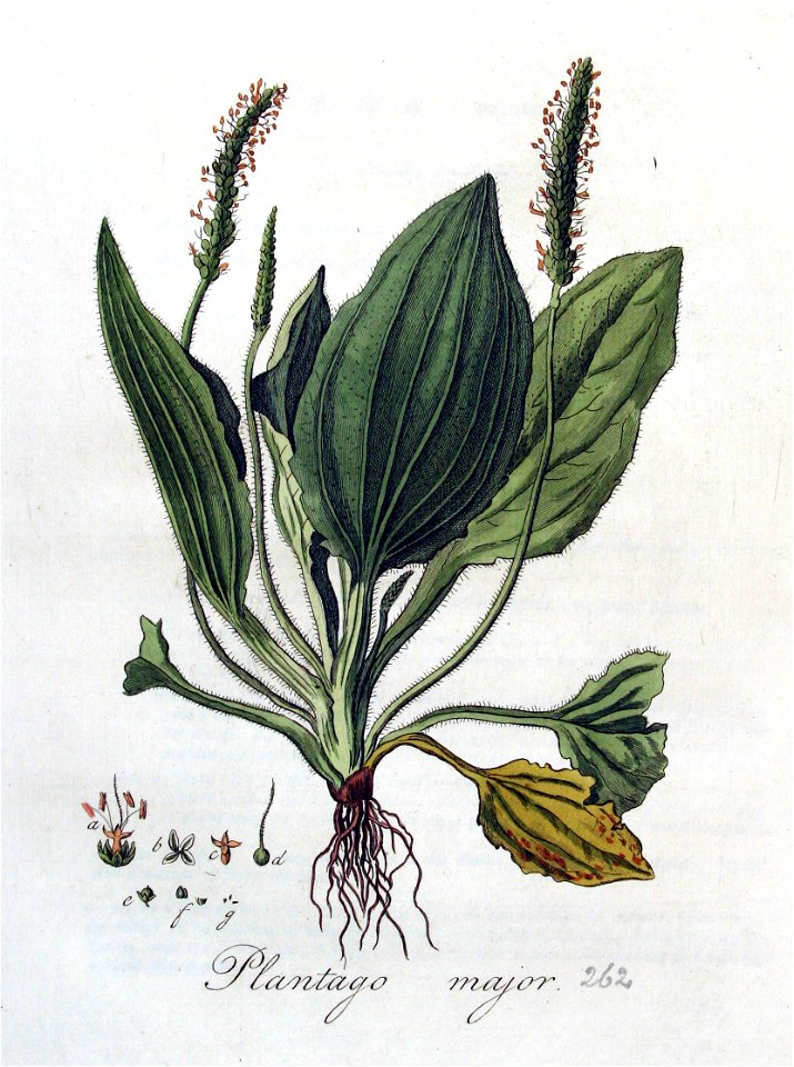 Plantago major — Flora Batava — Volume v4