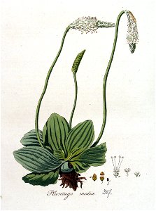 Plantago media — Flora Batava — Volume v4
