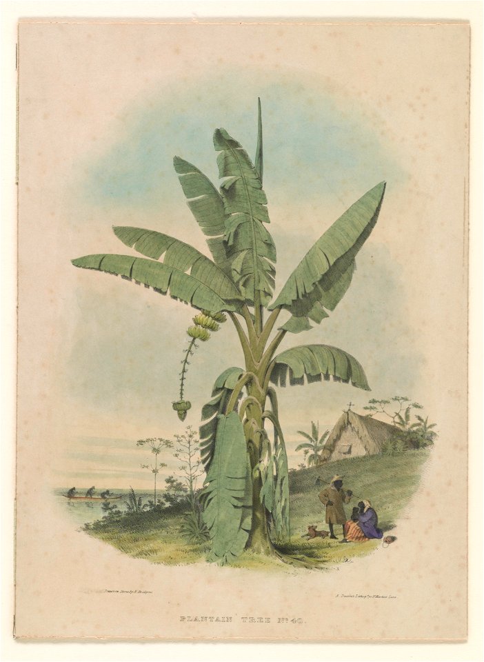 Plantain tree no. 40 LCCN2003681528