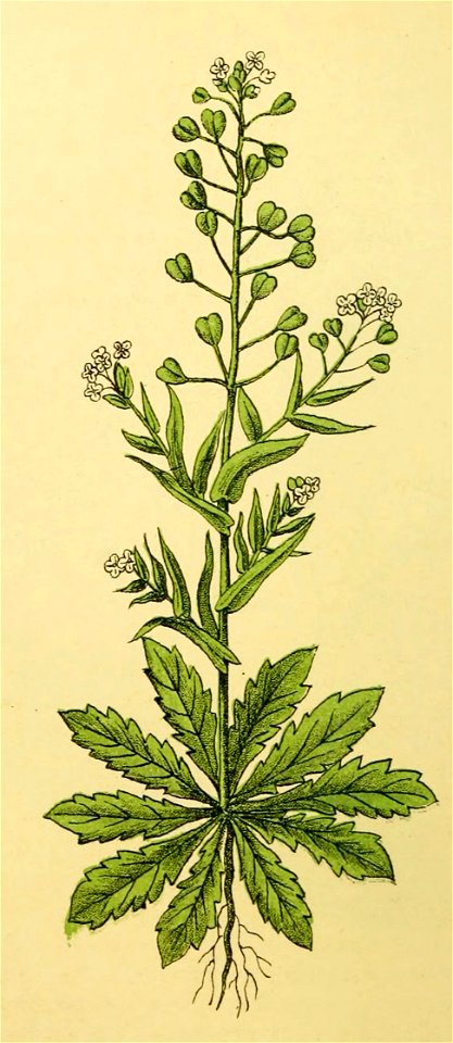 Plantenschat1898 122 56 Herderstaschje.—Capsella bursa pastoris